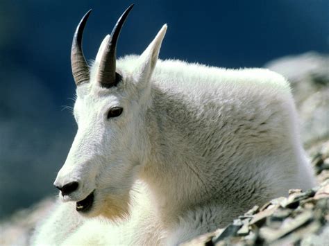 mountain goat basic facts    wildlife