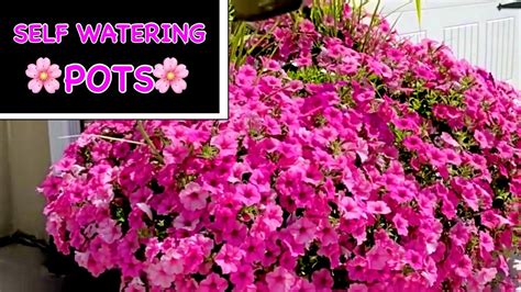 grow lots  petunias   pot  watering flower pots youtube