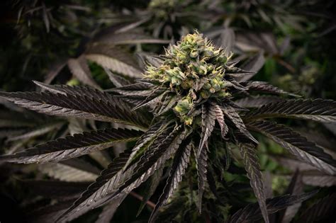 marijuana strains    harvest leafly