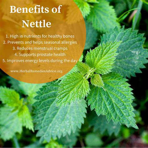 nettle herb