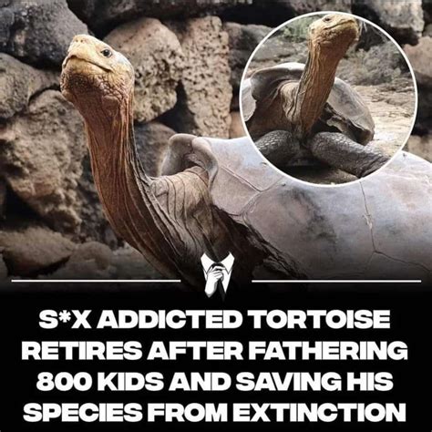 Sex Addicted Tortoise… R Housebroken Fox