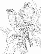 Peregrine Falcons Realistic Wanderfalke Supercoloring Falco Halcones Falchi Peregrinos Pellegrini Stampare Prey sketch template
