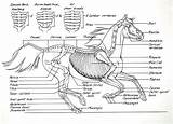 Anatomy Skeleton Bones Esqueleto Coloring Diagrama Horses Anatomia Mikkisenkarik sketch template