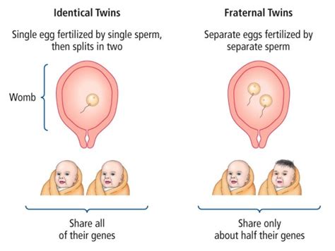 dna and identical vs fraternal twins dna plus