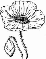 Poppy Drawing Template Clip Flower Clipart sketch template