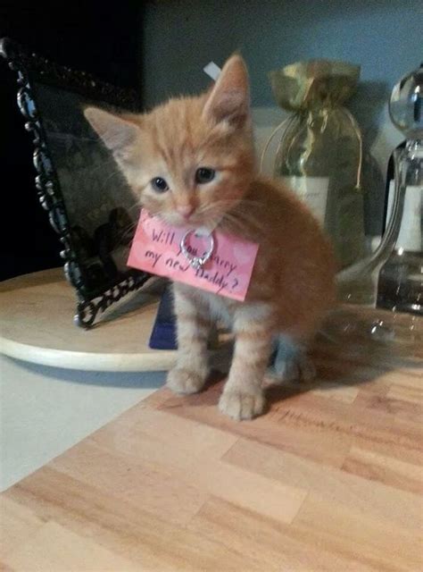 reddit romeo uses kitten in most adorable proposal ever
