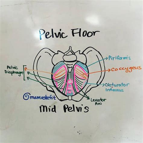 The Mid Pelvis The Pelvic Floor Anatomy And Movement