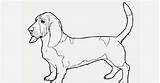 Basset Coloring Hound Pages sketch template