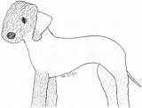 Terrier Bedlington sketch template
