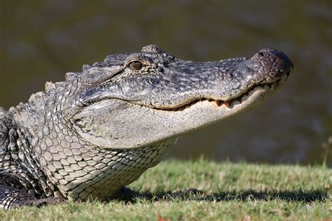 florida man shares alligator attack on 5 year old granddaughter