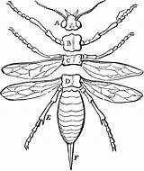 Insect Parts Body Clipart Diagram Insects Etc Drawing Clip Usf Edu Original Head Crafts Choose Board Medium Large Segments Line sketch template
