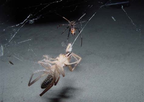 Wicked Pic Of The Week Wind Scorpion Vs Black Widow