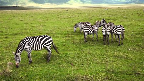 zebras grazing  playing ngorongoro crater tanzania youtube