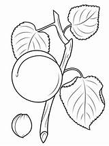 Apricot Coloring Pages Blossom Seed Branch Fruits Printable Drawing 2kb 480px Leaves sketch template