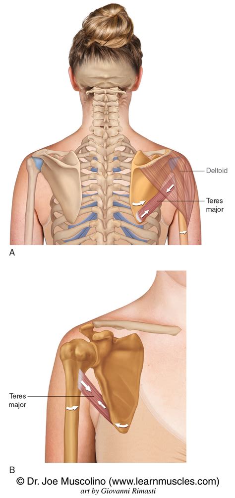 teres major learn muscles