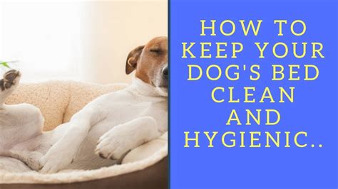 dogs bed clean  hygienic youtube