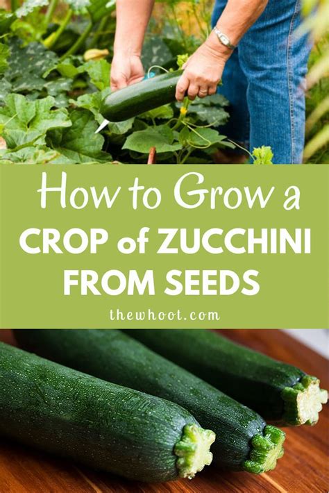 growing zucchinis  seedlings  whoot growing zucchini