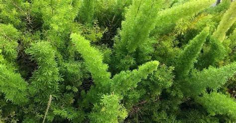 foxtail fern care   grow asparagus densiflorus ferns