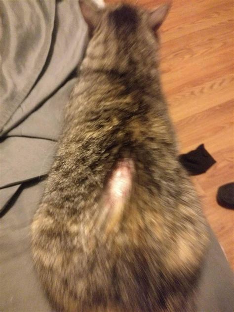 My Cat Is Losing Fur And Her Skin Is Red With Scabs On Her Lower Back