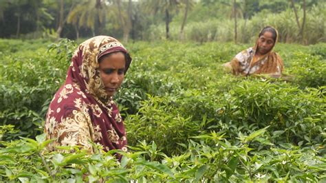 Women Farmers Boost Bangladesh S Rural Economy Asian