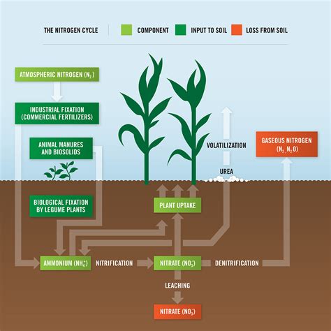 nitrogen loss  plants koch agronomic services