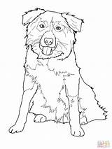Collie Border Coloring Pages Australian Shepherd Dog Printable Drawing Color Print Puppy Line Supercoloring Stencil Dogs German Drawings Sheets Getdrawings sketch template