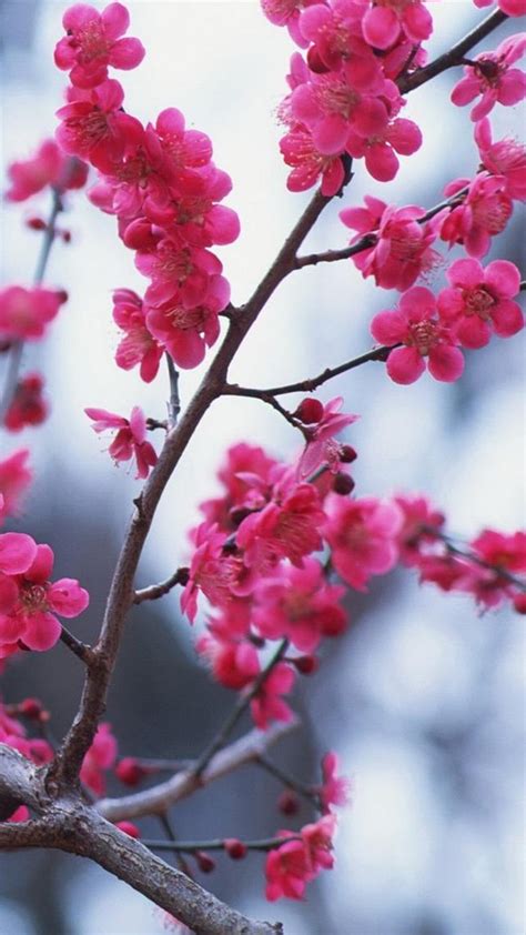 immagini fiori  roseinitaly delicati fiori  primavera le piu