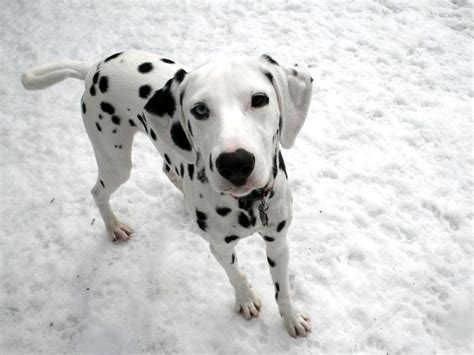 cute puppy dalmatian photo dogs wallpapers backgrounds