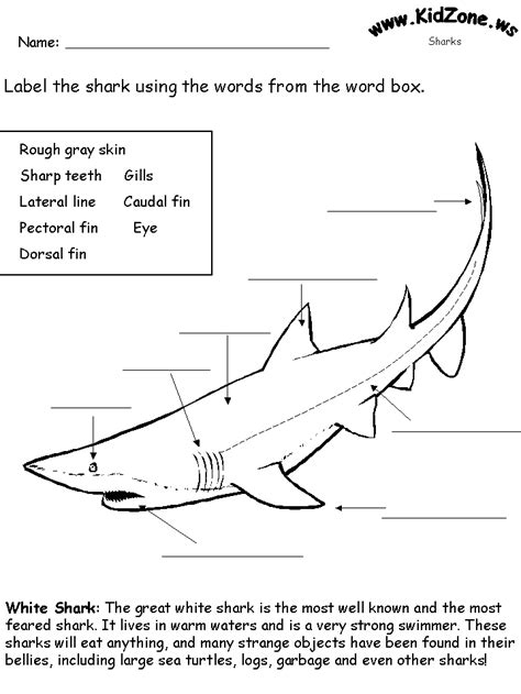 fun printable shark worksheets nursery sinhala