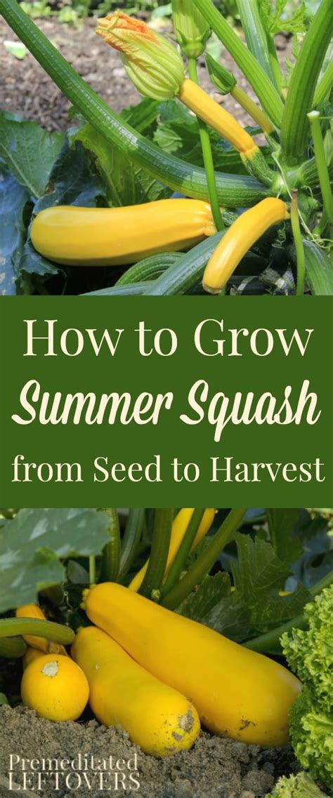 grow summer squash   garden tips  seed  harvest