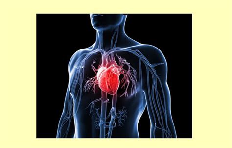 struktur anatomi jantung manusia struktur jantung anatomy structure