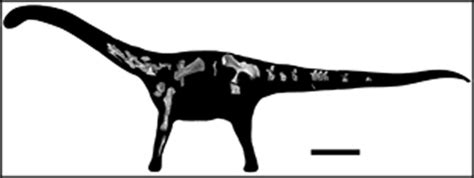 New Titanosaurian Dinosaur Species Discovered In Tanzania