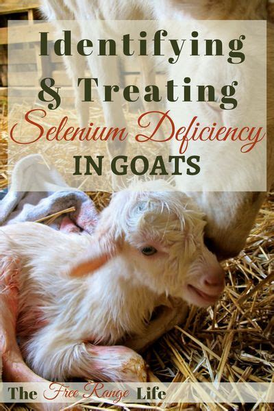 anemic goat treatment