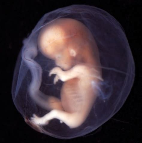 human fetal development timeline timetoast timelines