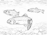 Trout Coloring Pages Cutthroat Fish Greenback Drawing Rainbow Trouts Printable Sketch Drawings Jumping Categories sketch template