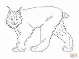 Lynx Lince Linx Lodjur Canadiense Ko sketch template