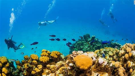 Grand Cayman S Coral Reefs Must Not Be Destroyed Opinion