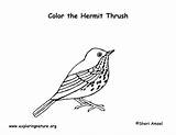 Thrush Hermit Coloring Sponsors Wonderful Support Please sketch template
