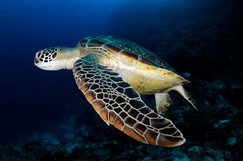 Sea Turtles Are Slowly Coming Back From Brink Of Extinction