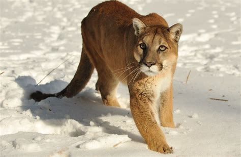 reported delta area mountain lion sightings increase wildlife