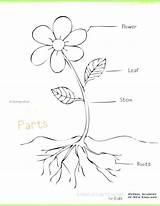 Plant Parts Coloring Drawing Kids Flower Pages Kindergarten Herb Plants Roots Photosynthesis Part Planting Printable Herbs Science Clipart Getdrawings Worksheet sketch template