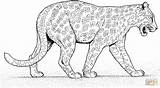 Leopard Coloring Pages Cheetah Jaguar Printable Panther Baby Walks Animals Color Supercoloring Colouring Jungle Cartoon Clipart Animal Zoo Coloriage Lion sketch template