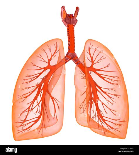 die menschliche lunge und luftroehre medizinisch genaue  darstellung