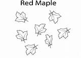 Pages Coloring Maple Leaf sketch template