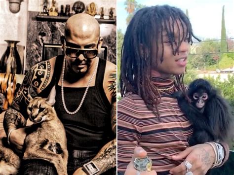 mally mall swae lee wont   serval cat spider monkey