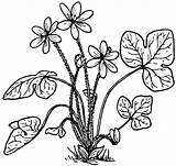Liverworts Sketch Plant Facts Collaboration Hepatica Benefits Index sketch template