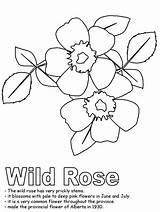 Coloring Rose Wild Pages Kidzone Alberta Ws Iowa Drawing Flag Line Clip Flower Activities Hard Canadian Flowers Canada Clipart Popular sketch template