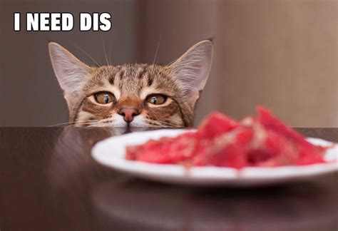 check out these funny cat memes to help you through