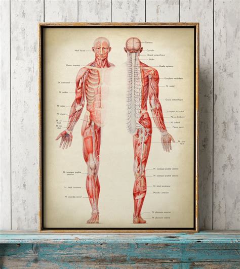 menschliche anatomie poster muskelsystem poster anatomische