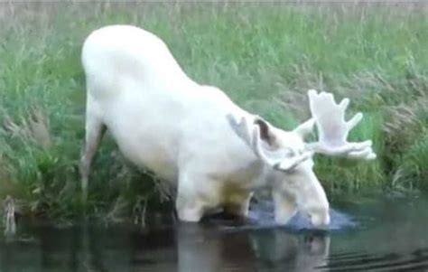 a rare and elusive white moose has finally been captured on video wildlife beautiful